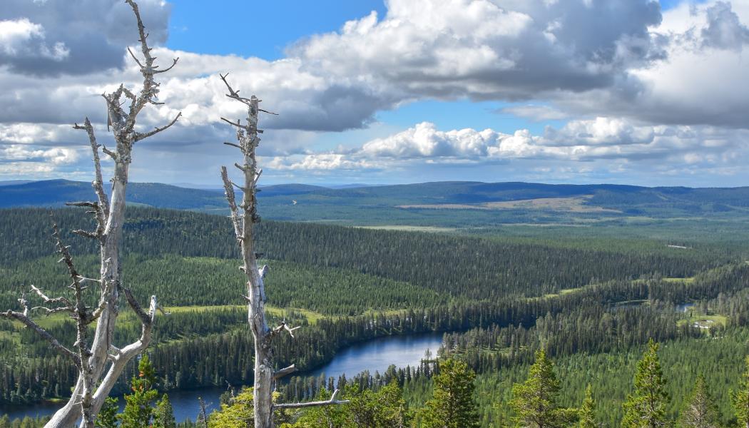 Foto: Niklas Jonasson/Unsplash
