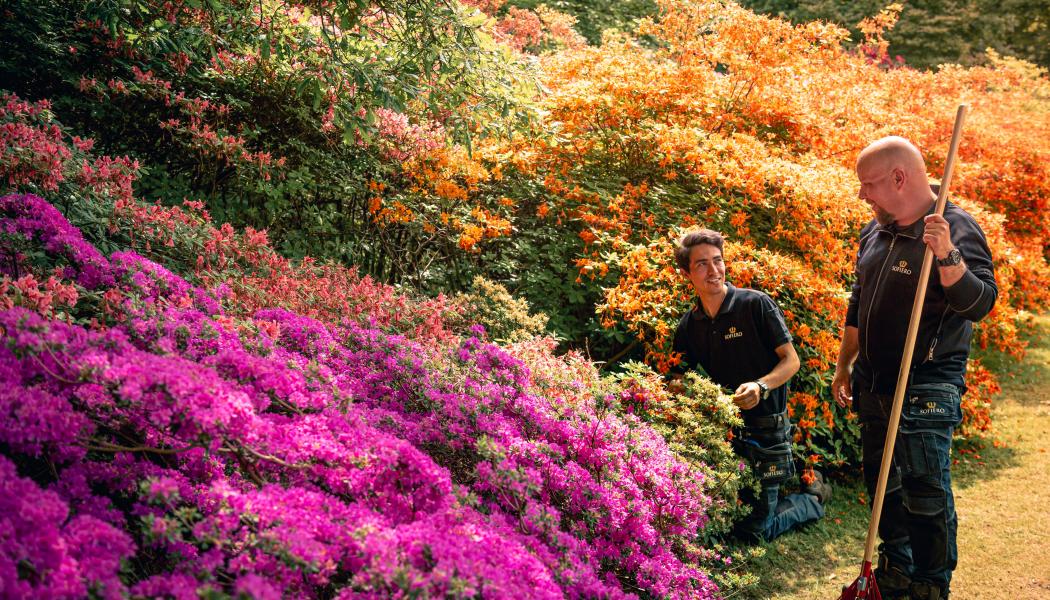 Sofiero Rhododendronblomning. Foto: Sofiero