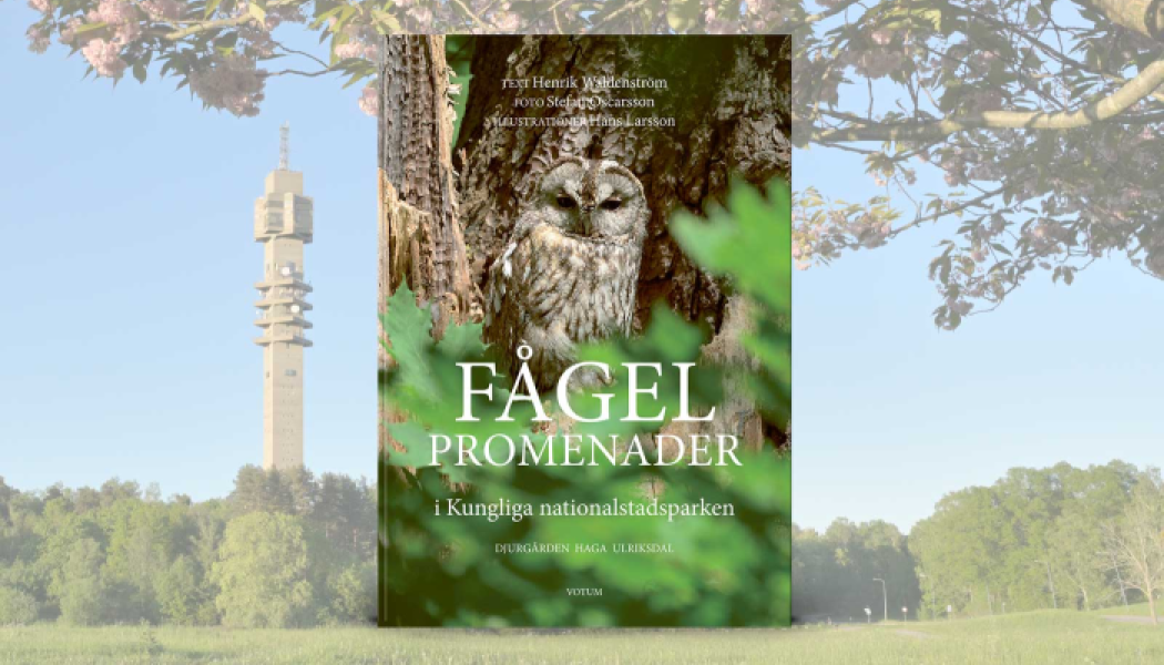 Fågelpromenader i Kungliga nationalstadsparken är en ny vandringsguide längs olika rutter i natur, kultur och historisk miljö. Foto: Votum Media