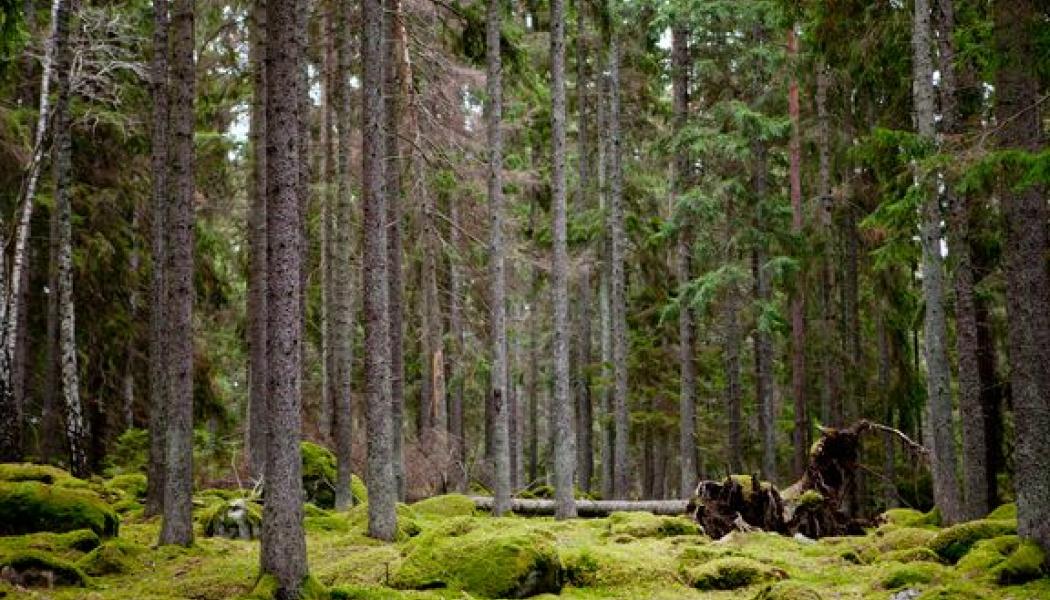 Naturmarken motsvarar till ytan 125 fotbollsplaner och det förvärvade området kommer att ingå i ett större sammanhängande grönområde för friluftsliv. Foto: Sigtuna kommun