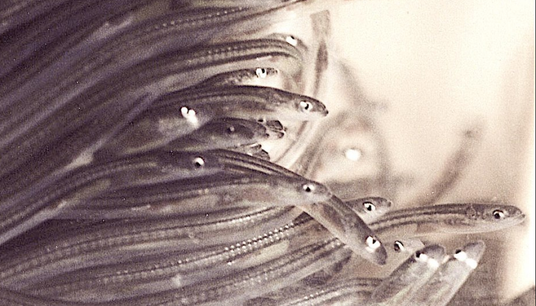 Foto: Wikimedia