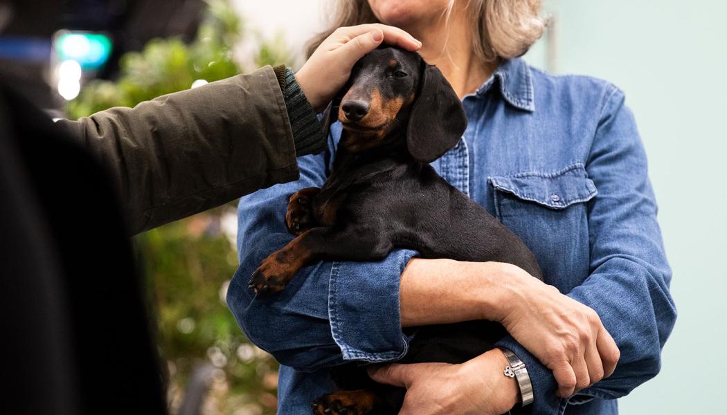 Fler 7 000 utställningshundar tävlade om Best In Show under eventet. Foto: Svenska Mässan.