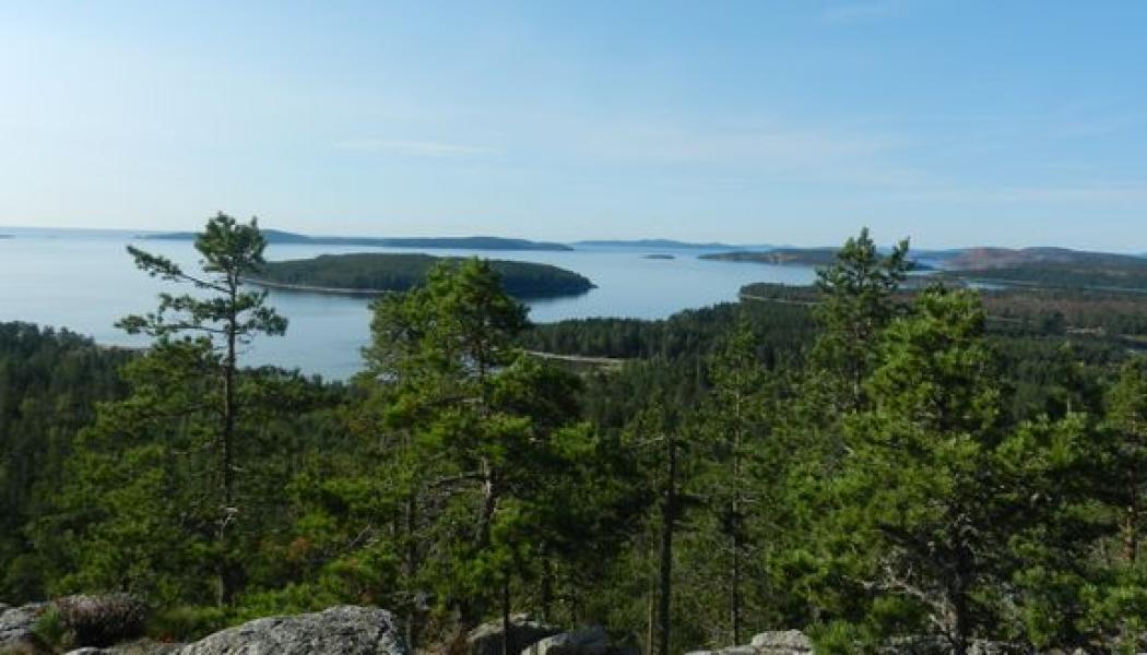 Svensk Orientering söker EM, Veteran-VM och VM. Foto: Svenska Orienteringsförbundet
