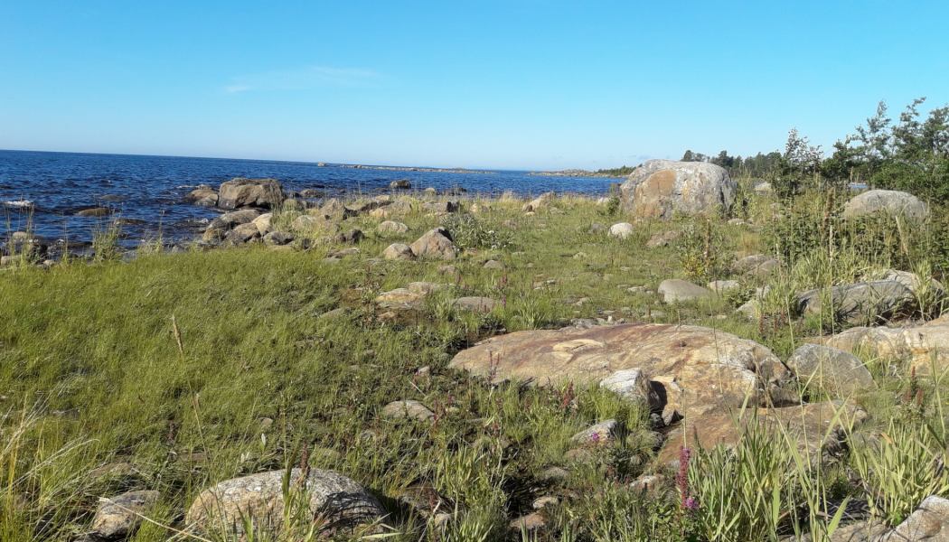 Naturlig strand vid Kont. Foto: Umeå kommun