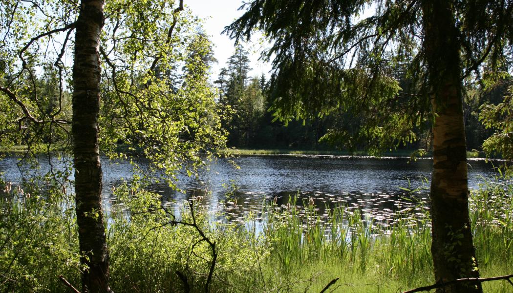 Badställen, fiskevatten och fågeltorn finns nära Vänersborgs stadskärnan. Foto: Vänersborgs kommun