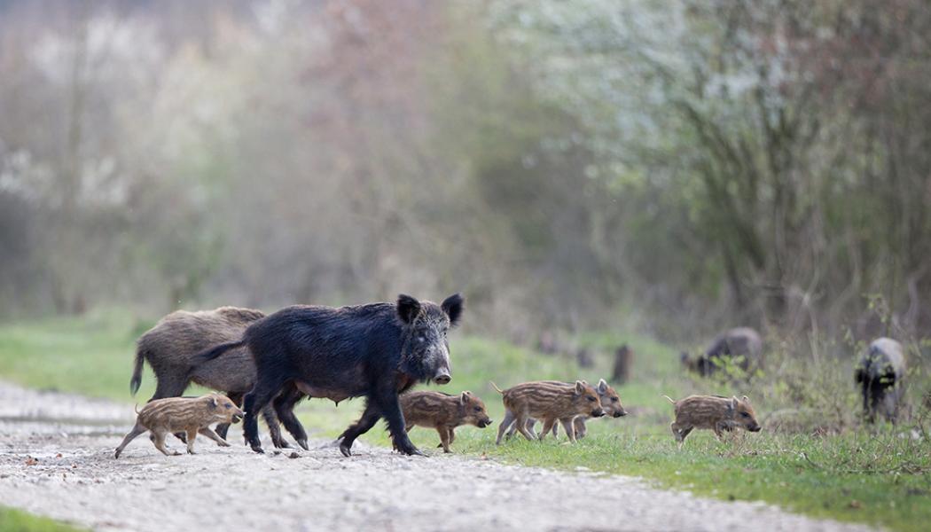 Vildsvinsflock. Foto: Älgskadefondsföreningen