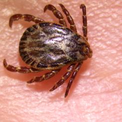Fästing Dermacentor Marginatus. Bild: Anton de Jong och Giulio Grandi/SVA