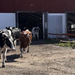 Kornas krumsprång är inte bara ett skådespel som varje år lockar hundratusentals besökare till landets mjölkgårdar. Det är också en påminnelse om de betande djurens viktiga roll för vår biologiska mångfald. Foto: Arla.