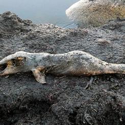 Ett kadaver efter en ung Tumlare, 97 cm lång, ca 5 kg tung. Ystads Saltsjöbad 19 aug 2020. Foto: Wikimedia Commons/Foto: Jonn Leffmann
