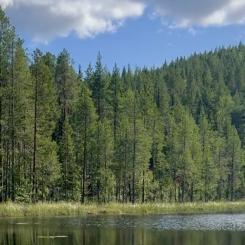 Platsen som är vald att utredas för en framtida botanisk trädgård är Storklinten i Bodens kommun. Foto: Storklinten