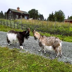 Två getter vid Grejsans fäbod som ligger i Enviken, Falu kommun. Foto: Sarah Lagerberg