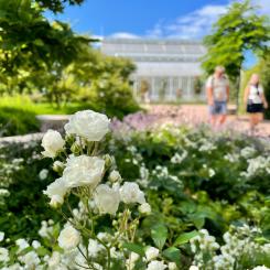 Med sin långa blomningstid, fina höstfärger och stor variation med allt från markkrypande till högt klättrande sorter har rosor fler kvaliteter än många andra växter. Bild: Emmelie Georgii