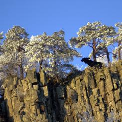Rasbranten vid Halleberg med älg Jerry Lövberg Vänersborgs kommun. Foto; Vänersborgs kommun