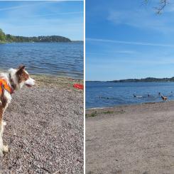 Jenny håller koll på gässen i Sollentuna Foto: Sollentuna kommun