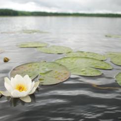 Foto: Niklas Jonasson/Unsplash