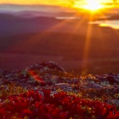 Foto: Niklas Jonasson/Unsplash
