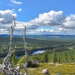 Foto: Niklas Jonasson/Unsplash