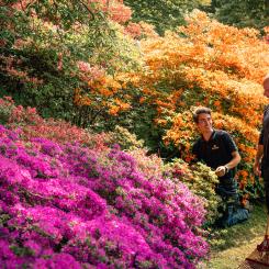 Sofiero Rhododendronblomning. Foto: Sofiero