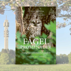 Fågelpromenader i Kungliga nationalstadsparken är en ny vandringsguide längs olika rutter i natur, kultur och historisk miljö. Foto: Votum Media