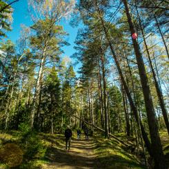 Haninge. Foto: Jocke Wulcan/Unsplash