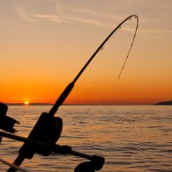 Begränsat fritidsfiske efter pigghaj möjligt Foto:  james wheeler/unsplash