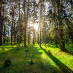 Tallarna har gett Skogskyrkogården dess namn. Foto: Alexander Assal.