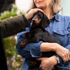 Fler 7 000 utställningshundar tävlade om Best In Show under eventet. Foto: Svenska Mässan.